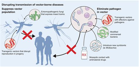 Understanding pathogen survival and transmission by arthropod vectors to prevent human disease ...