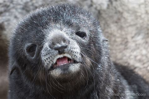 Fur seal pup - WildNature Photo Expeditions