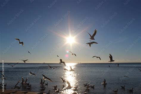 seagulls, sunset, sea, sky, bird, birds, sun, water, sunrise, flying ...