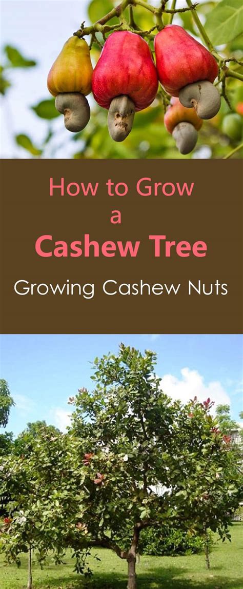 How to Grow a Cashew Tree | Growing Cashew Nuts