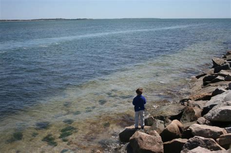 Dowses Beach in Osterville MA