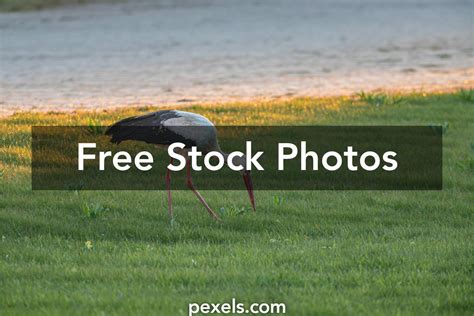 Stork Symbolism Photos, Download The BEST Free Stork Symbolism Stock Photos & HD Images