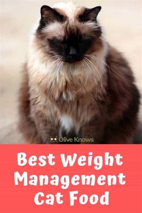 Best Weight Management Cat Food - OliveKnows