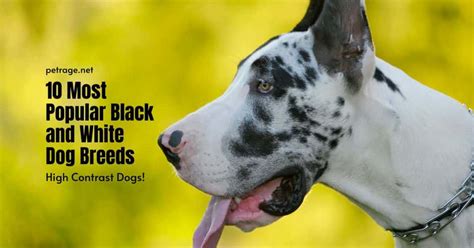 10 Most Popular Black and White Dog Breeds