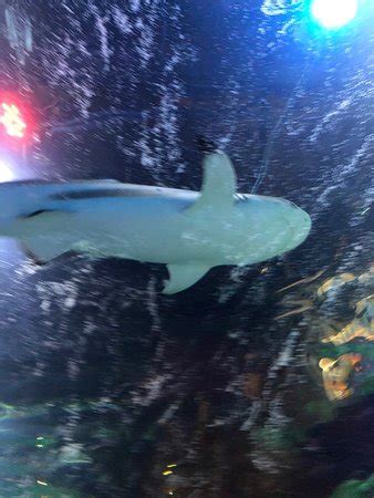 SEA LIFE Charlotte-Concord Aquarium - 2019 All You Need to Know BEFORE You Go (with Photos ...