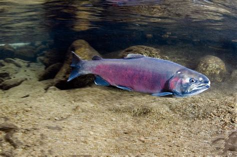 Advancing Aquatic Habitat Restoration in California