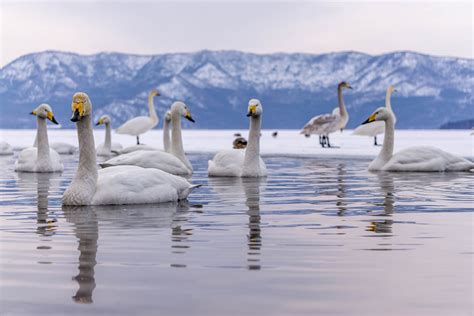 Best Time to See Whooper Swans at Lake Kussharo in Japan 2020 - Rove.me