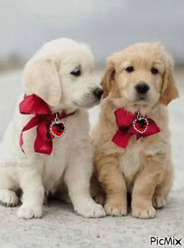 two puppies wearing red bow ties sitting on the ground in front of an overcast sky