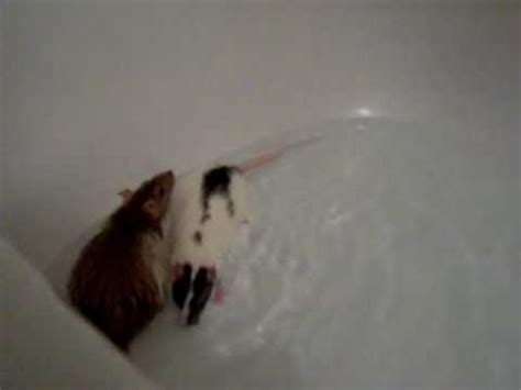 RATS Swimming.....underwater, too!!!! - YouTube