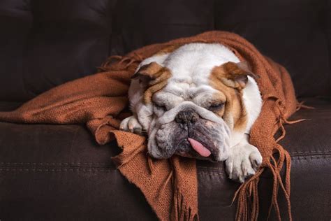 Dog Flu: Symptoms, Treatment, and Prevention