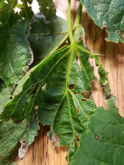 Basswood leaves defoliated and trees looking thin