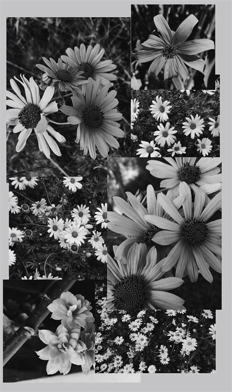 Flower b&w aesthetic wallpaper Iphone Wallpaper Images, Sad Wallpaper, Wallpaper Backgrounds ...