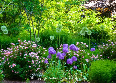 Spring Flowers in Boston | Garden Tours | Boston Discovery Guide