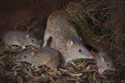 Bandicoots of SEQ - Land for Wildlife