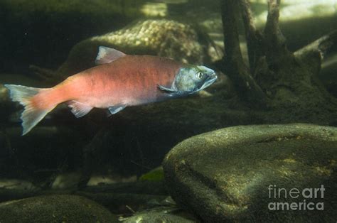 Female Kokanee Salmon Photograph by William H. Mullins