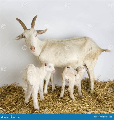 Goat And Her Kids Stock Photography - Image: 2313042