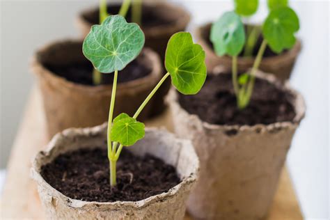 When To Plant Nasturtium Seeds Indoors | Storables