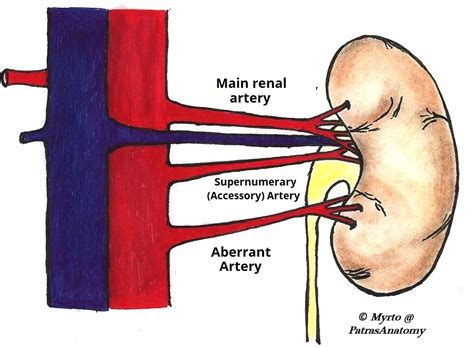 The Kidneys - Position - Structure - Vasculature - TeachMeAnatomy