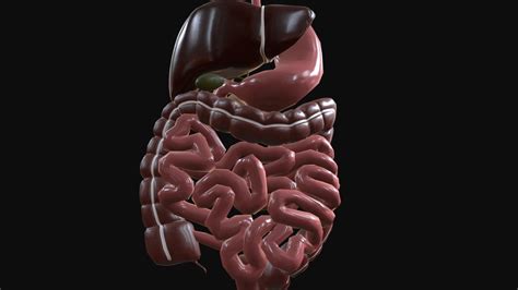 Digestive system - 3D model by bioilustra [2d3771d] - Sketchfab