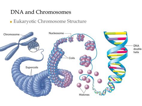 Eukaryotic Chromosome Structure Diagram | Quizlet