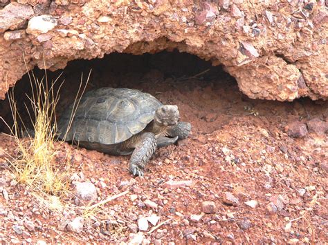 Desert Tortoise | The desert tortoise can live where ground … | Flickr