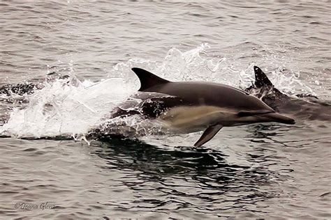 Long Beaked Common Dolphin Jumping Photograph by Deana Glenz