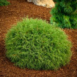 Mr. Bowling Ball Arborvitae Shrubs For Sale | The Tree Center