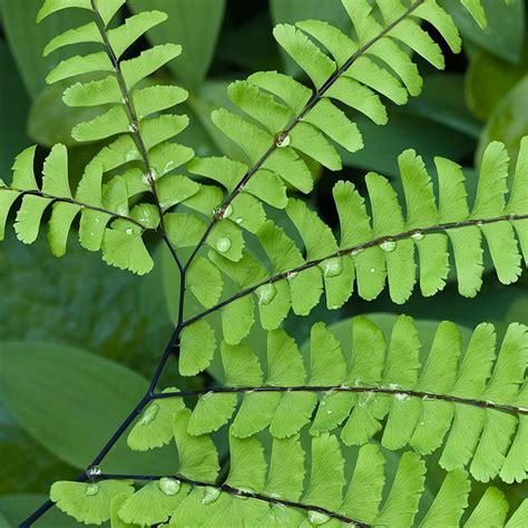 Maidenhair Fern | Maidenhair fern, Ferns, Prairie garden