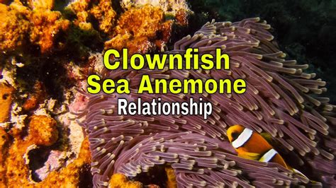 Sea Anemone And Clownfish Symbiotic Relationship