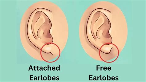 Personality Test: Your Ears Reveal Your Hidden Personality Traits