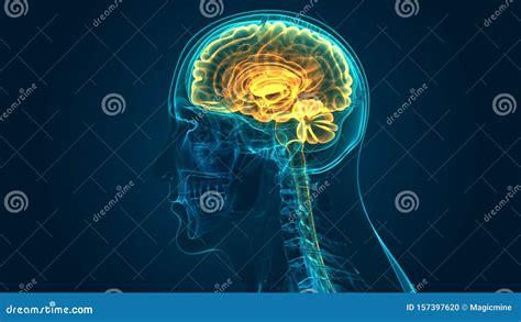 Human Central Nervous System With Brain Anatomy Royalty-Free Stock Image | CartoonDealer.com ...