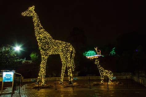 More Than 1 Million Holiday Lights On Display At Saint Louis Zoo | St ...