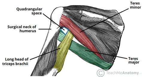 Posterior Axillary Fold