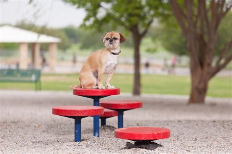 Incredible Free Dog Agility Park Near Me Ideas