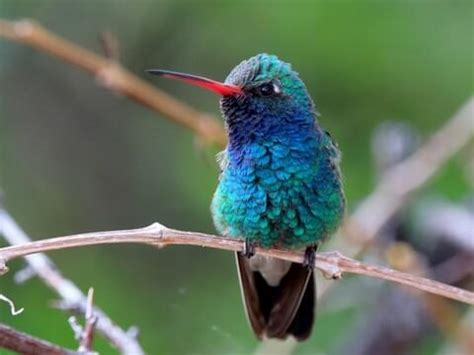 Blue Green Hummingbird