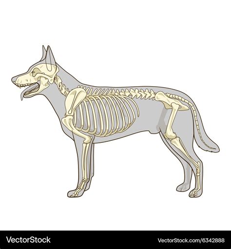 Dog skeleton veterinary Royalty Free Vector Image