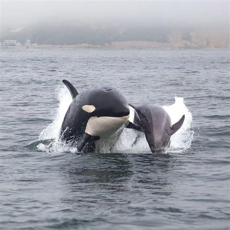 The sequence of an orca hunting and skinning a dolphin : r/natureismetal