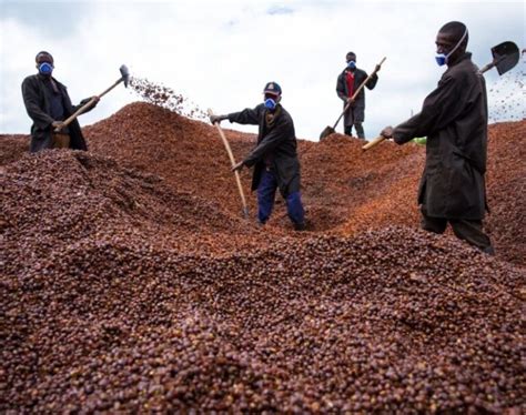 Uganda’s Leading Coffee Producing Regions Revealed » Business Focus