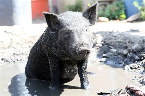 Baby pig wallowing in the mud on a farm Free Photo Download | FreeImages