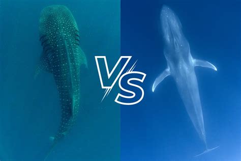 Whale Shark vs Blue Whale: Giants Compared – Ocean Action Hub