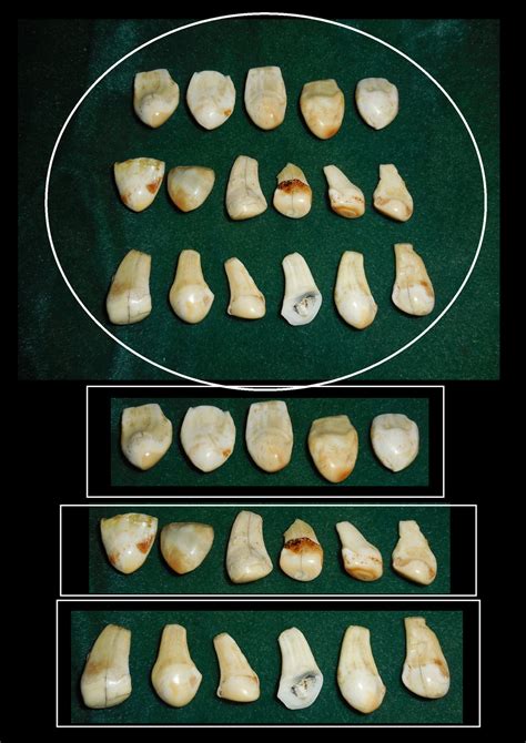 Ivory Elk Teeth by urbanarthermit on DeviantArt