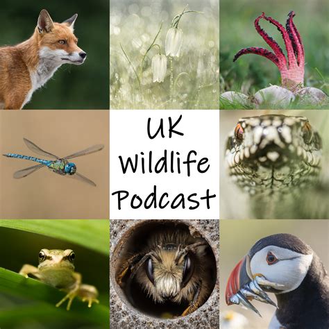 Subscribe on Android to UK Wildlife Podcast