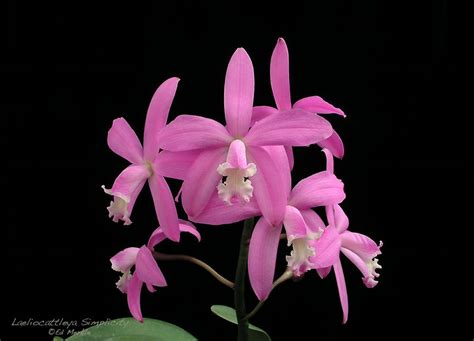 laelia cattleya hybrid | Cattleya, Orchids, Longipes