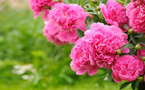 Flowering Plants Peonies Pink Flowers Bulbs Green Background Floral Wallpaper Hd : Wallpapers13.com