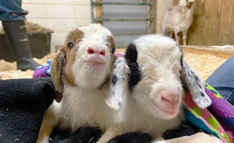 After Mama Goats' Rescue, Two Sets of Twins Born at Farm Sanctuary - Farm Sanctuary