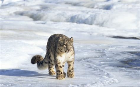 Endangered Animals in Pakistan | USA Today