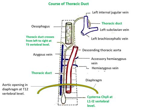 Lymphatic Drainage Thoracic Duct