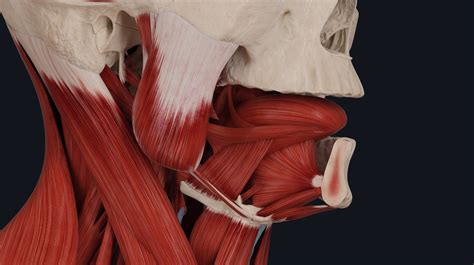 Intrinsic and extrinsic muscles of the tongue | Complete Anatomy