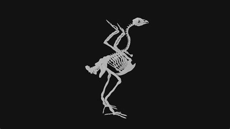 Turkey skeleton 3D model | CGTrader