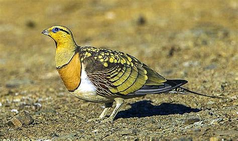 Desert Birds & Adaptations | Types of Desert Birds | BioExplorer